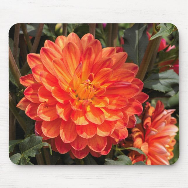 Fiery Dahlia Mouse Pad (Front)