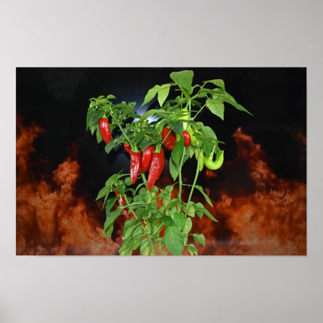 Fiery Hot Chilli. Poster (Front)