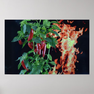 Fiery Hot Chilli. Poster