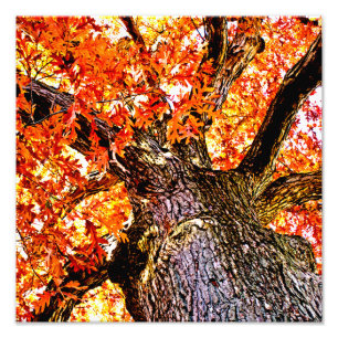 Fiery Oak Photo Print
