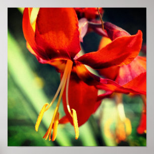 Fiery Orange Daylily Flower Close Up Poster