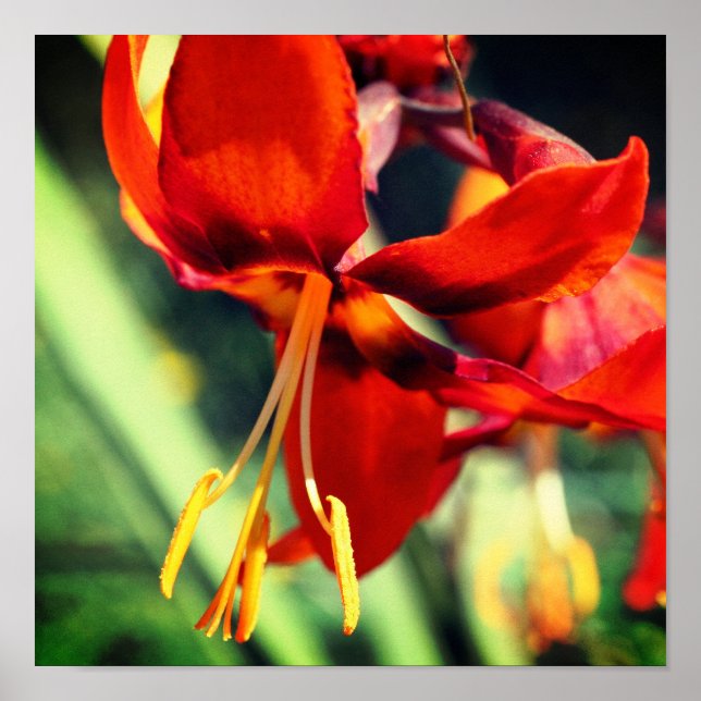 Fiery Orange Daylily Flower Close Up Poster (Front)