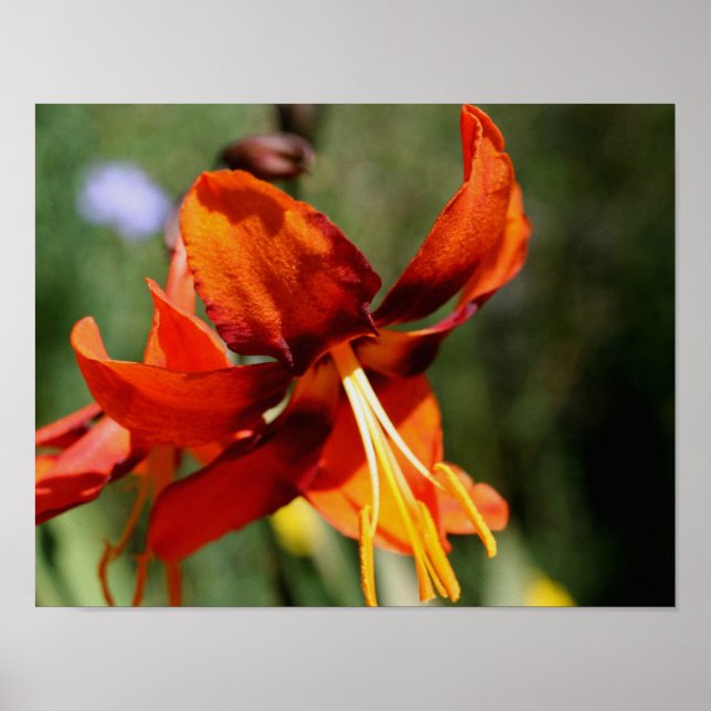 Fiery Orange Lily Flower Poster (Front)