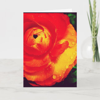 Fiery Orange Ranunculus Blank Greeting Card