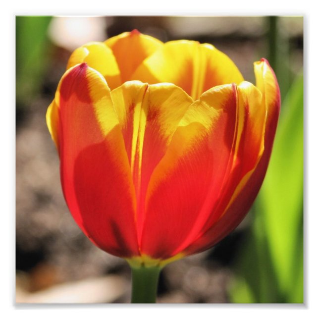 Fiery Orange Yellow Tulip Flower Close Up 8x8 Photo Print (Front)