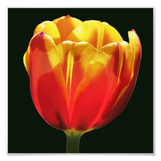 Fiery Orange Yellow Tulip Flower Close Up 8x8 Photo Print (Front)
