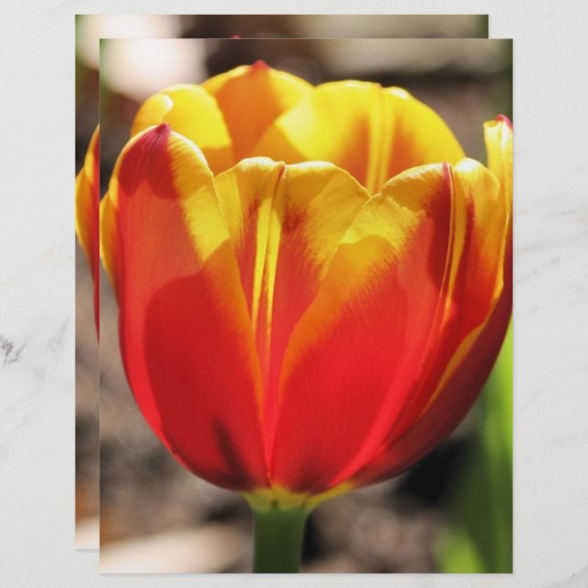 Fiery Orange Yellow Tulip Flower Scrapbook Paper (Front/Back)