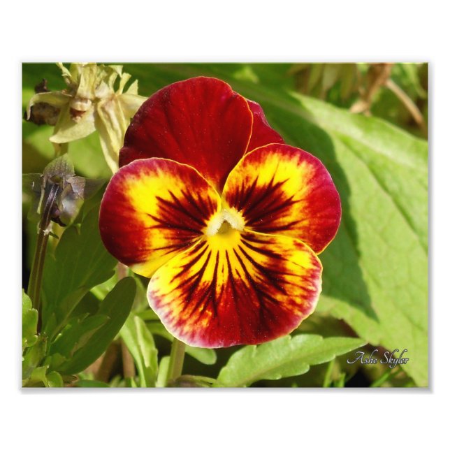 Fiery Pansy Photo Print (Front)