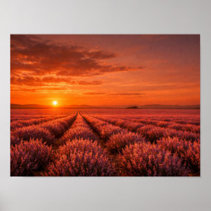 Fiery Sunset Lavender Fields Poster - Warm Orange
