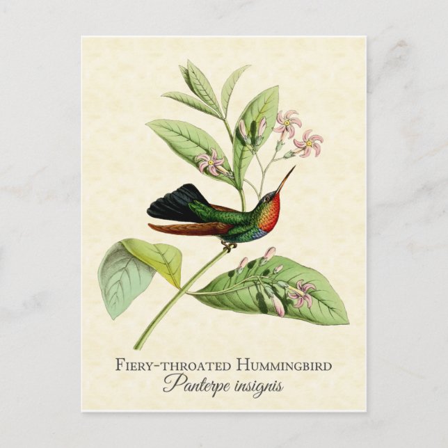 Fiery Throated Hummingbird Art Postcard (Front)