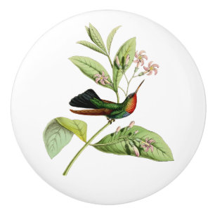 Fiery Throated Hummingbird Ceramic Knob