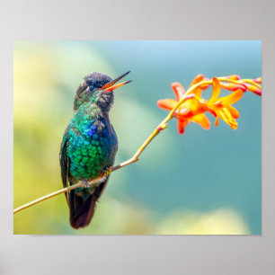 Fiery-Throated Hummingbird on Orange Blossom Poster