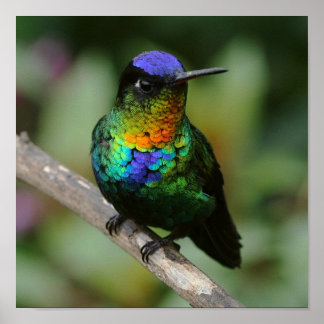 Fiery-throated Hummingbird Poster