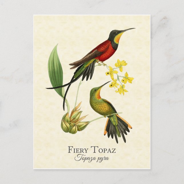 Fiery Topaz Hummingbirds Vintage Art Postcard (Front)