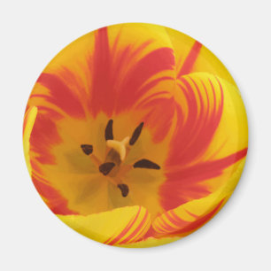 Fiery Tulip Magnet