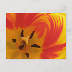 Fiery Tulip Postcard