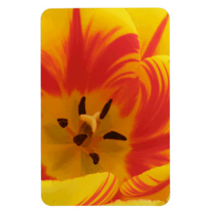 Fiery Tulip Premium Magnet