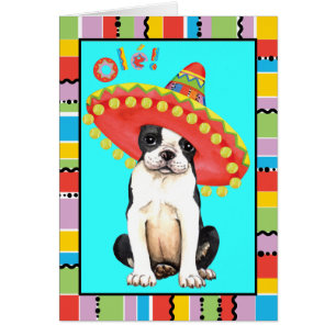 Fiesta Boston Terrier