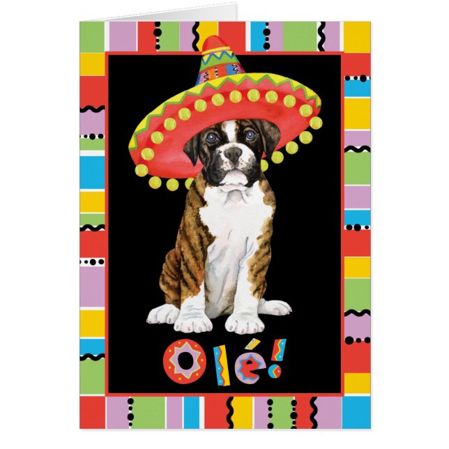 Fiesta Boxer (Front)