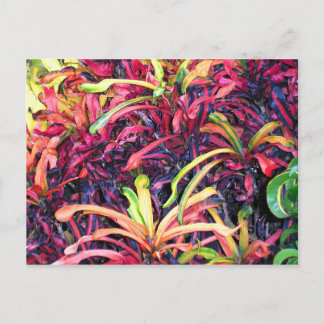 Fiesta of Colour - Postcard