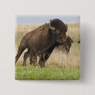 Fiesty young bison bull at the Tallgrass 15 Cm Square Badge