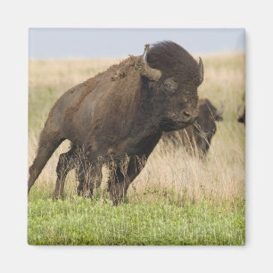 Fiesty young bison bull at the Tallgrass Magnet