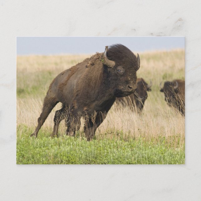 Fiesty young bison bull at the Tallgrass Postcard (Front)