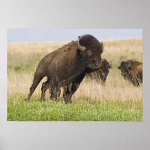 Fiesty young bison bull at the Tallgrass Poster