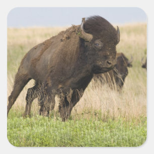 Fiesty young bison bull at the Tallgrass Square Sticker