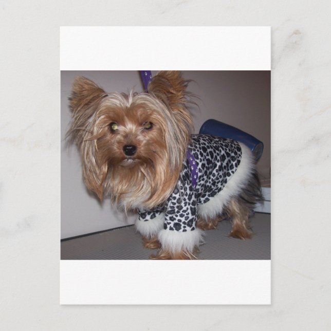 "Fifi" the Yorkie! Postcard (Front)