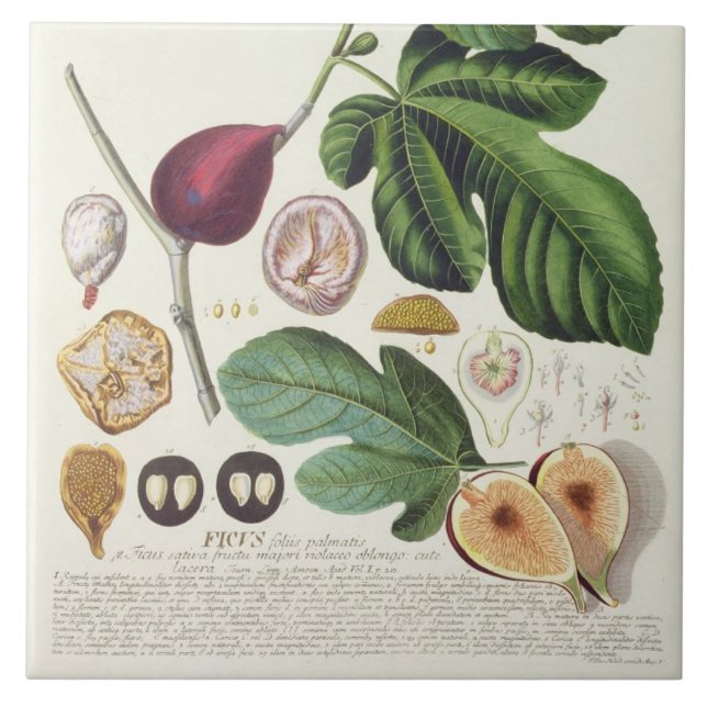 Fig, engraved by Johann Jakob Haid (1704-67) plate Ceramic Tile (Front)