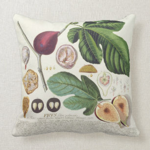 Fig, engraved by Johann Jakob Haid (1704-67) plate Cushion