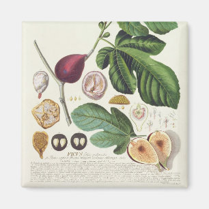 Fig, engraved by Johann Jakob Haid (1704-67) plate Magnet