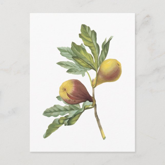 fig(Ficus violacea) by Redouté Postcard (Front)