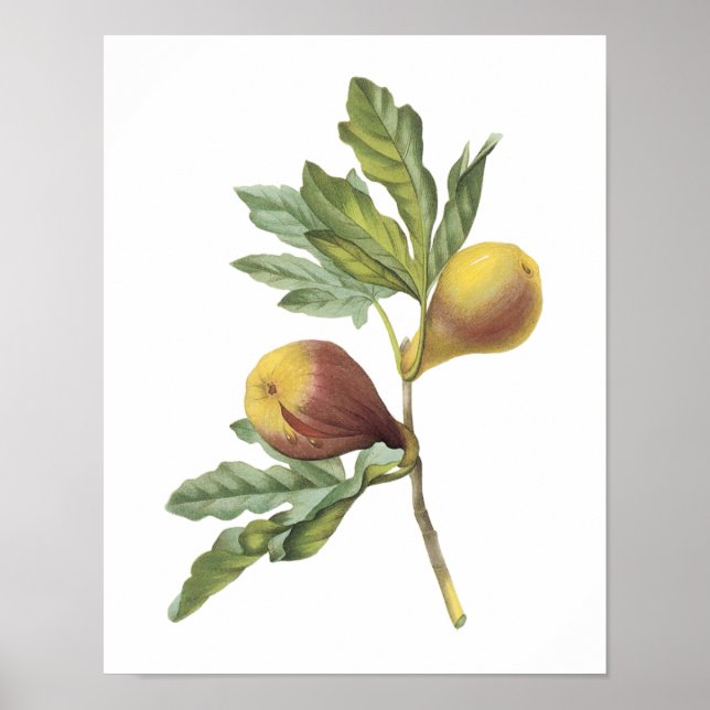 fig(Ficus violacea) by Redouté Poster (Front)