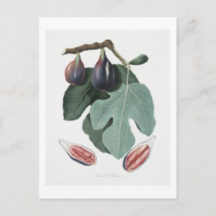Fig (Figus Carica) from Pomona Italiana Postcard