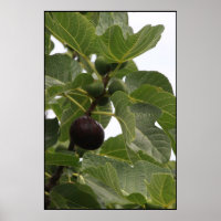 Fig