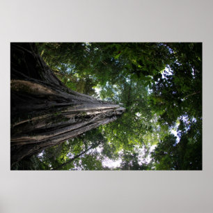 Fig tree in the Tangkoko rainforest of Sulawesi Poster