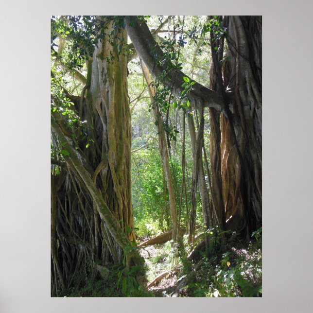 Fig Tree Poster (Front)