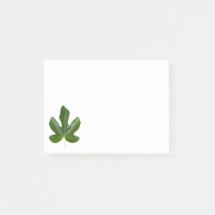 Fig tree Single Green leaf closeup isolated Post-it Notes