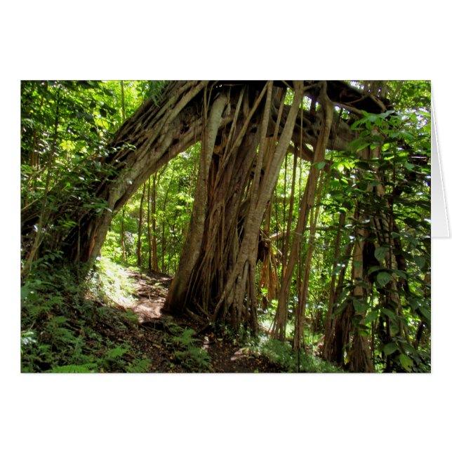 Fig Tree Tunnel (Front Horizontal)