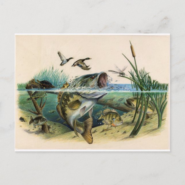 Fighting Bass Postcard (Front)