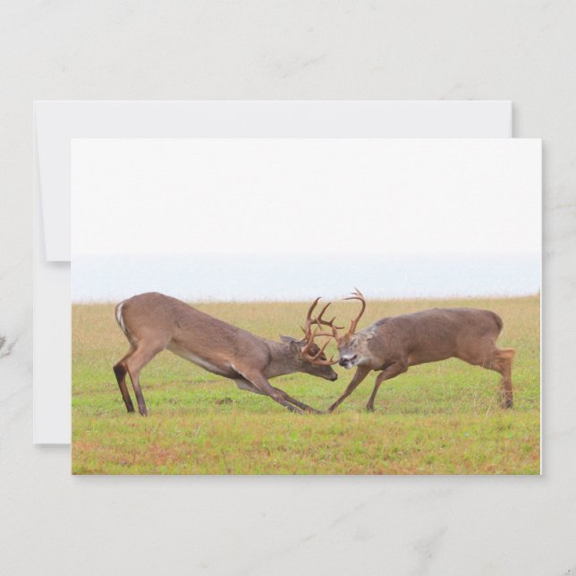 Fighting Deer Invitation (Front)