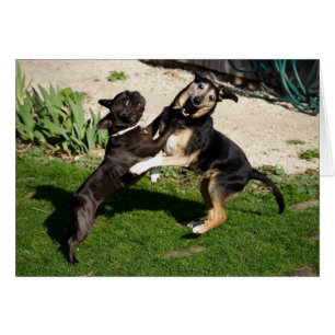 Fighting Dogs