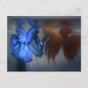 Fighting Fish Postcard