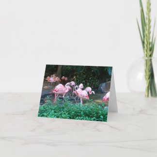 Fighting Flamingos Note Card