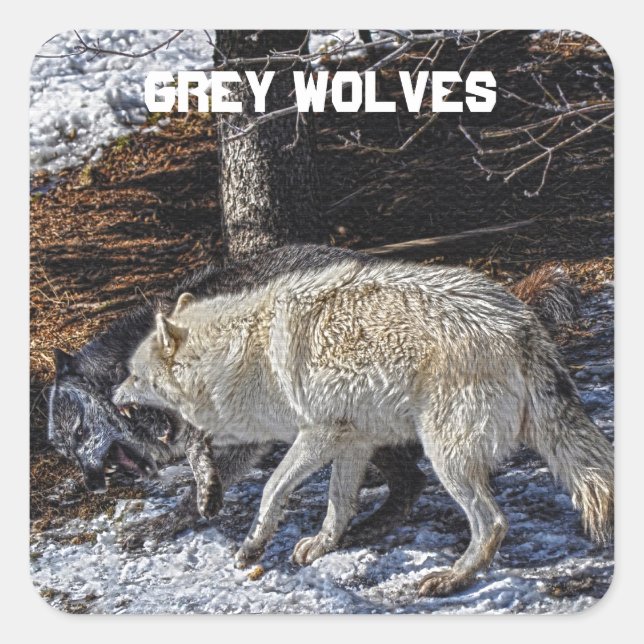 Fighting Grey Wolves Square Sticker (Front)