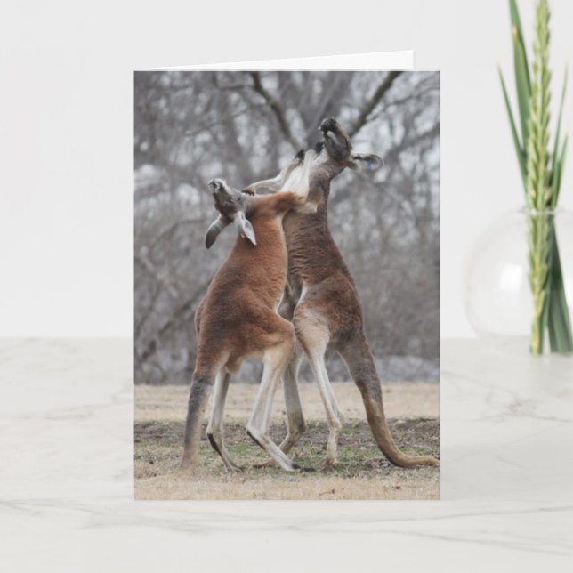 Fighting Kangaroos Greeting Card (Front)