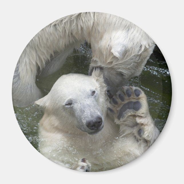 Fighting Polar Bears Magnet (Front)