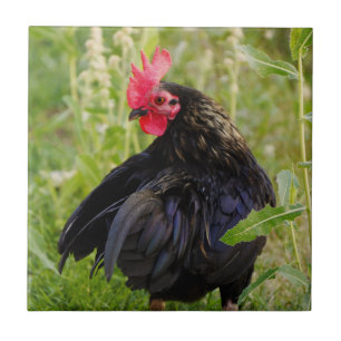 Fighting Rooster Ceramic Tile